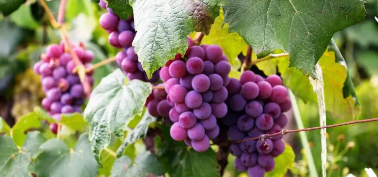 grapes-bg